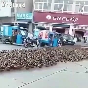 Il promène ses canards dans les rues... beaucoup de canards