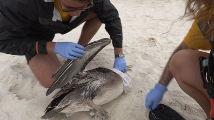 Live Rescue: Pelican Rescued on the Beach