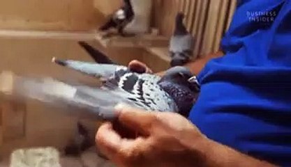 The most expensive racing pigeon sold for $1.9 million in China. Here's why people drop millions on these prized birds.
