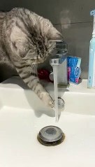 Cat Bamboozled by Sink Water