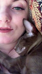 Cat Talking While Dreaming