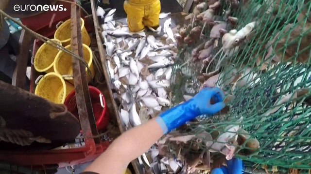 Ambientalistas pedem quotas de pescas sustentáveis na UE