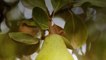 Ripen Pears Effortlessly With These Simple Tricks