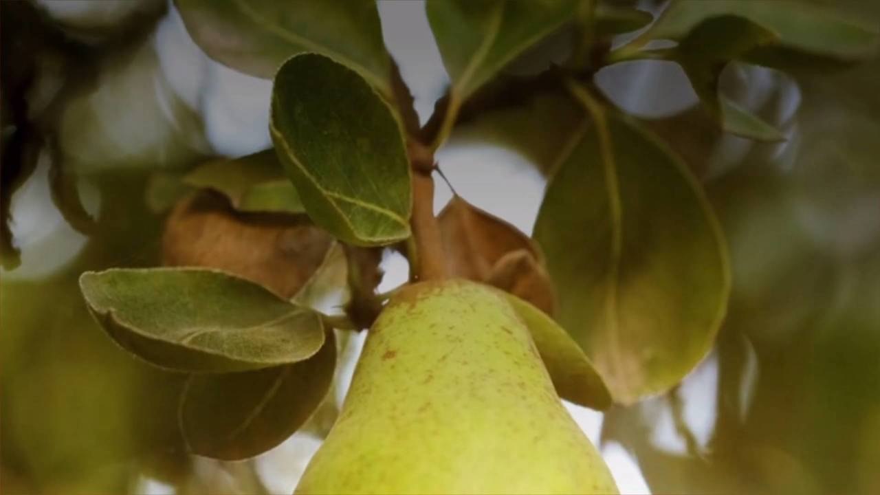 Ripen Pears Effortlessly With These Simple Tricks
