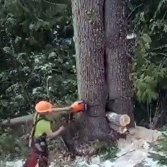Il coupe un arbre et là, surprise... regardez qui était caché derriere