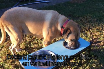 10 curiosidades sobre los perros que seguramente no sabías