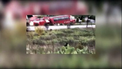 Αγριογούρουνο στη Λαμία