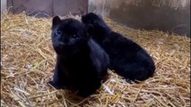 Nacen dos jaguares melánicos en el Zoológico de Morelia