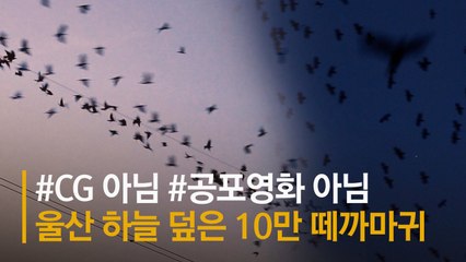 히치콕 ‘공포영화’ 장면 같았다···울산 뒤덮은 10만 떼까마귀