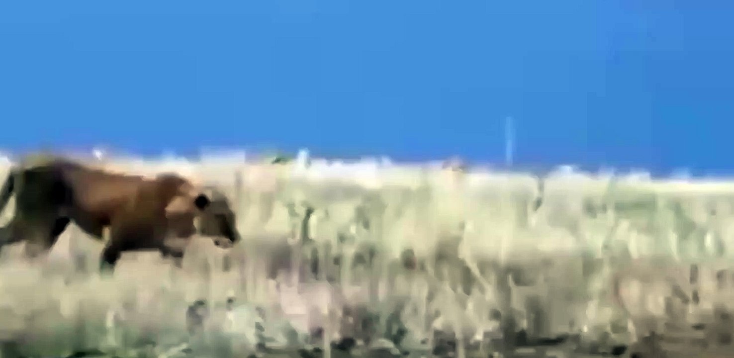 aslanın işareti serisi ücretsiz pdf indir