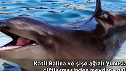 En ilginç 10 melez hayvan