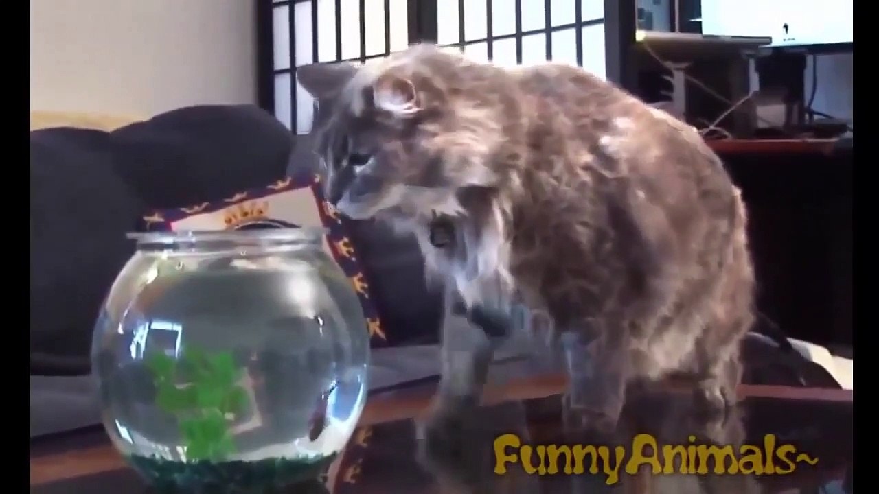 Cat Cats Funny #1