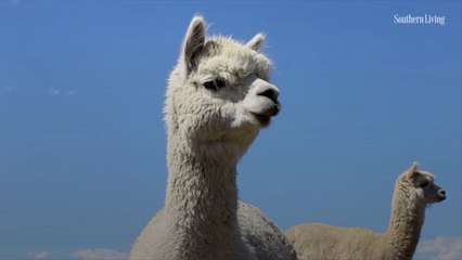 Nicole Kidman and Keith Urban Count Alpacas, Chickens, Cats, and More Among Their Family Members
