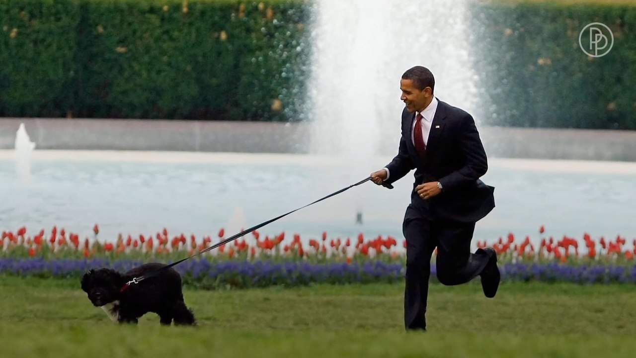 Stars und ihre Hundeliebe