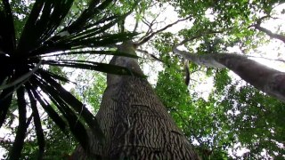 A majestosa árvore Sumaúma