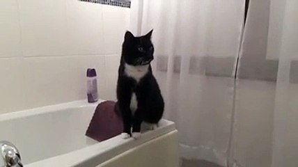 Aynada kendini keşfeden kedinin hali