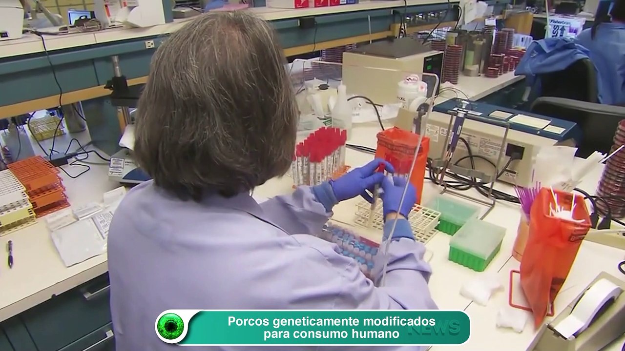 Porcos geneticamente modificados para consumo humano