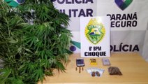 Dupla é detida pelo Choque com pé de maconha e munições no Bairro Florais do Paraná