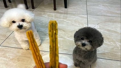 Adorable pooch starts dozing off on soffa whilst watching tv