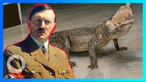 Saturn, sang alligator legenda milik Hitler akan dipamerkan di Museum Rusia - TomoNews