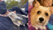 Celebrities like Ellen DeGeneres, Jennifer Aniston and Chriss Tiegan rescued 100 dogs covered in fleas  | Moment 100 dogs covered in fleas and feces are rescued from hoarder's California home
