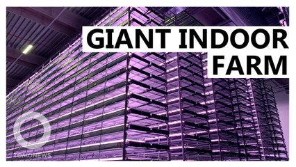 Giant Vertical Indoor Hydroponic Farm To Start Production