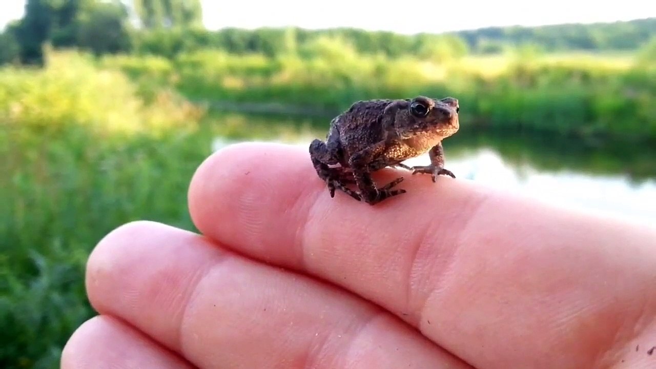 Funny Cute Frog Compilation