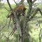Cheetah Grabs Zebra by Neck and Climbs Tree