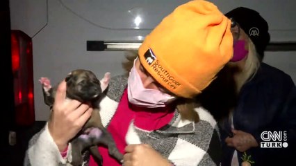 Sokak köpekleri zehirlendi | Video