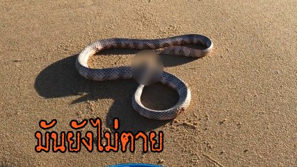 ขนลุก ! โมเมนต์ งูหัวขาด ขยับได้ เลื้อยได้ สะพรึงหนักมาก
