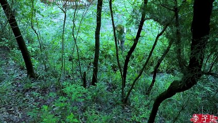 कैसे एक चीनी हर्बल चाय बनाने के लिए?