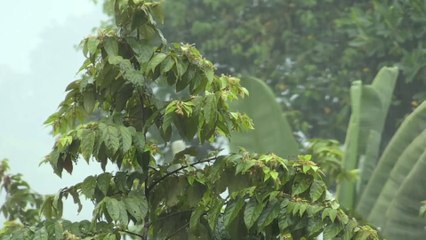 Beautiful nature video and mind relaxing music