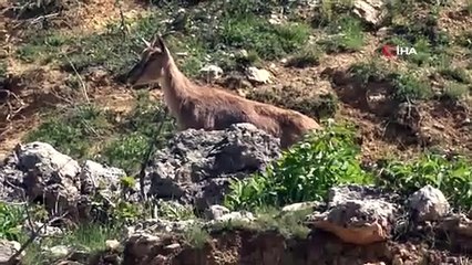 Dağ keçisini organize şekilde vuran 3 şahsa 83 bin TL ceza