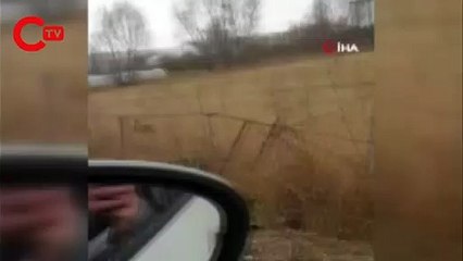 Tavuk çalan hırsız tilki, böyle görüntülendi