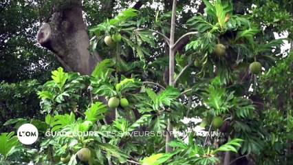 Guadeloupe : Les saveurs du fruit à pain