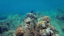 Americas Wild States - Wild Hawaii - Secrets of the Deep