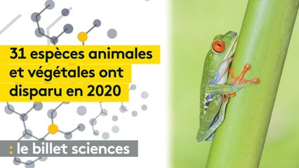 Biodiversité : une trentaine d'espèces animales et végétales ont disparu en 2020