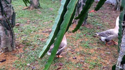 the friend of the two geese is a duck