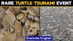 Turtles tsunami: Turtles hatch in thousands in rare event | Oneindia News