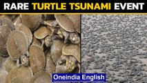 Turtles tsunami: Turtles hatch in thousands in rare event | Oneindia News
