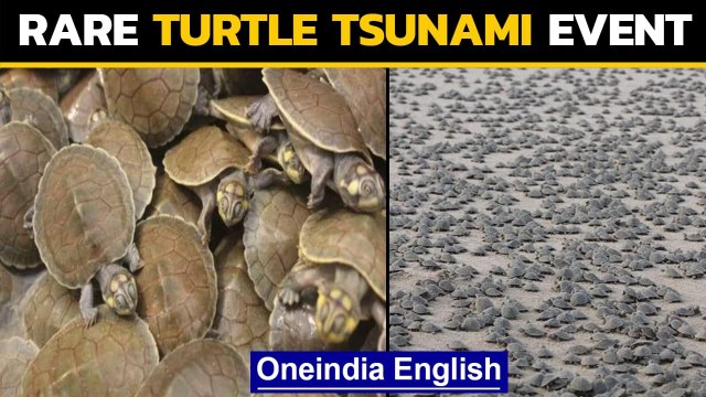Turtles tsunami: Turtles hatch in thousands in rare event | Oneindia News