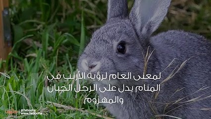 تفسير رؤية الأرنب في المنام و معنى حلم الأرانب