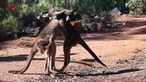 Wild Kangaroos Can Communicate With Humans, New Study Reveals