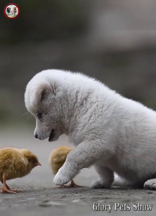 Lovely  Dogs and - Awesome Funny Pet Animals Videos