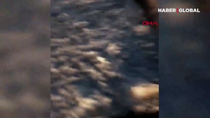 Karaya vuran yunus balığının kurtarılma anı kamerada