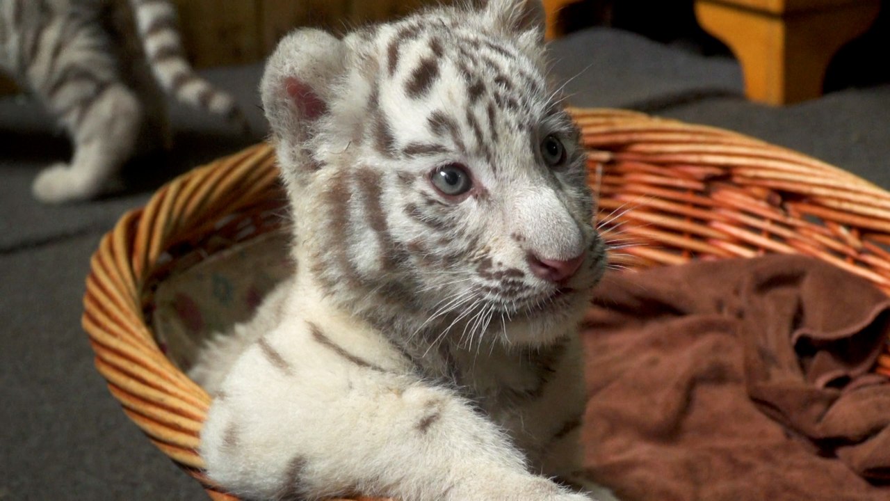 Feel-Good-Countdown, 11: Weiße Tiger Drillinge