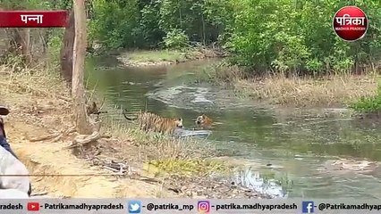 अब बाघों के मूवमेंट की मिलेगी सटीक खबर