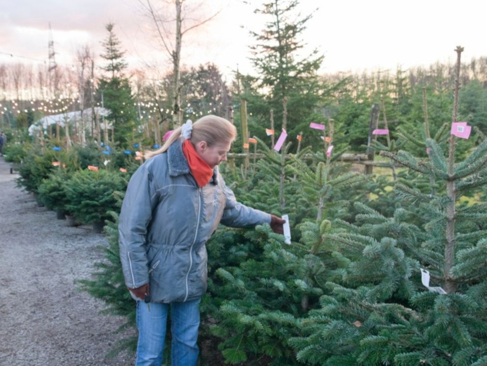 Warnung des BUND: Viele Weihnachtsbäume mit Pestiziden belastet