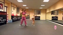 The dog is dancing with its owner | comedy | funny animal