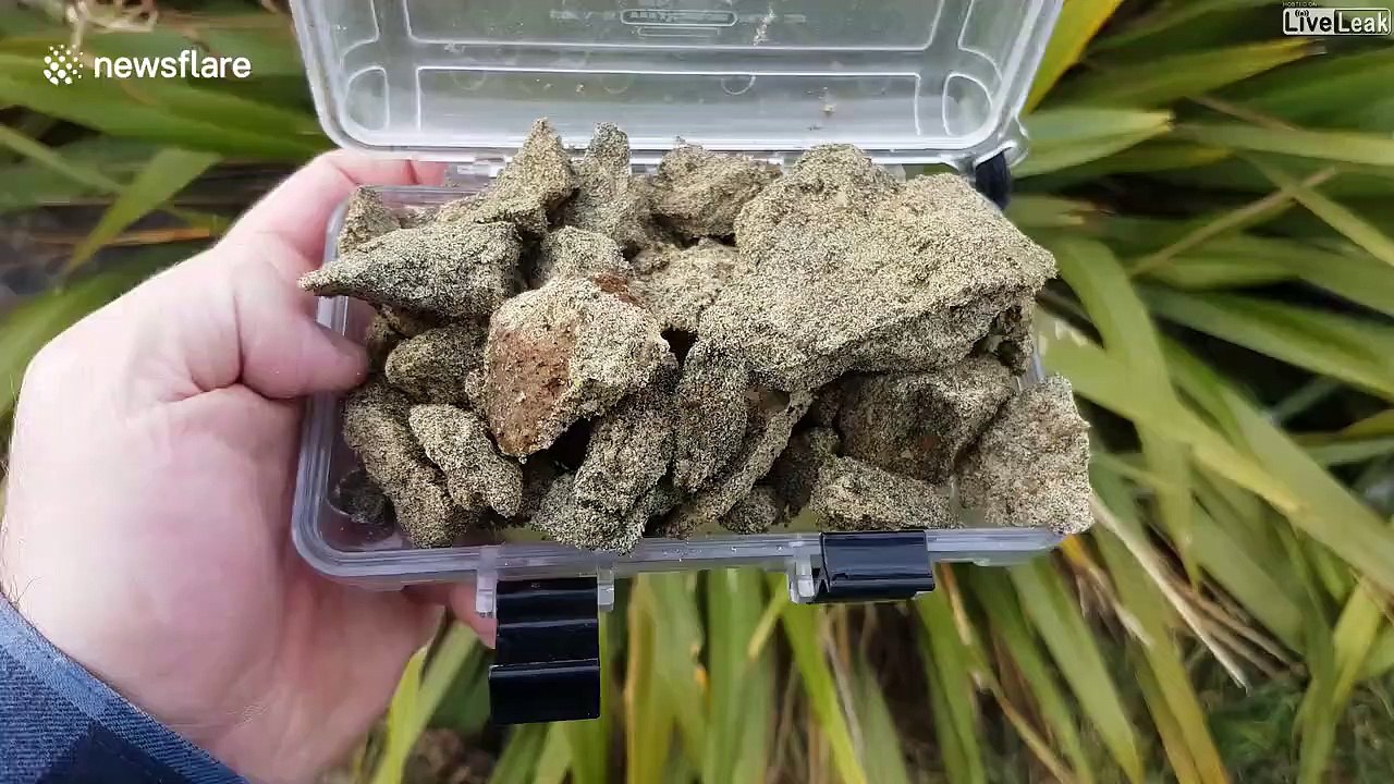 Il "fait cuire" ces fragments de terre pour découvrir des dents de requin fossilisées...